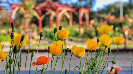 Cowra Rose Garden